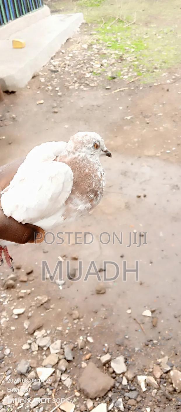 Selling It Pigeon Birds - thumbnail 7