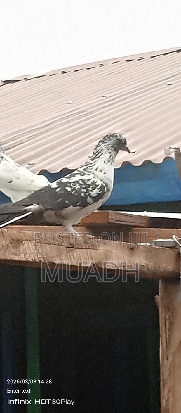 Selling It Pigeon Birds - thumbnail 8