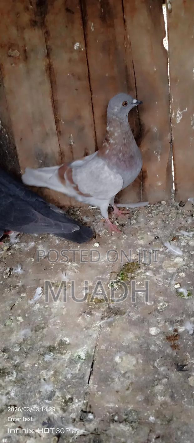 Selling It Pigeon Birds - thumbnail 9