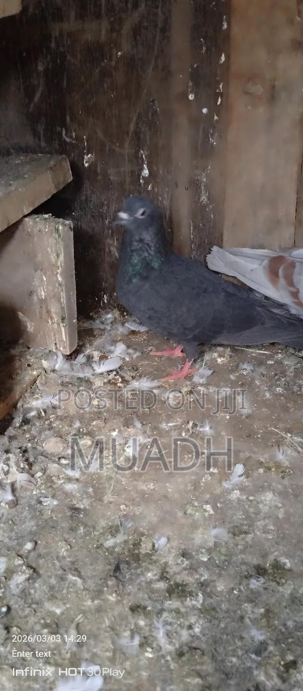 Selling It Pigeon Birds - thumbnail 10