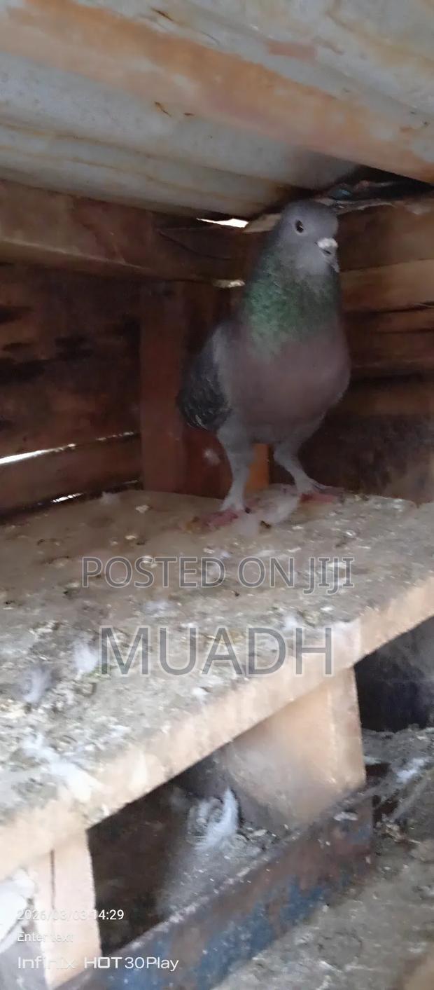 Selling It Pigeon Birds - thumbnail 11