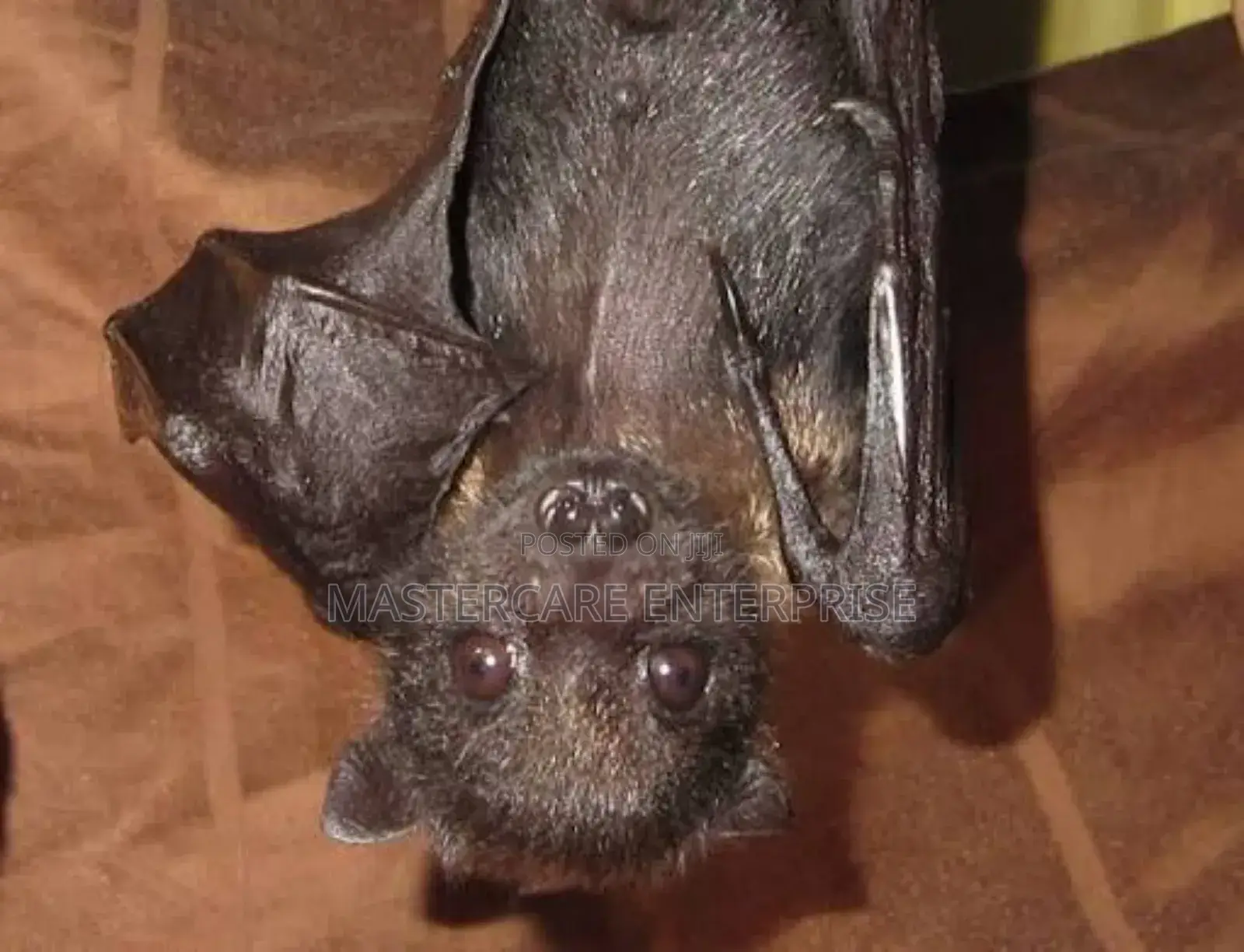Bats Control Services
