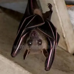 Ceiling Bats Control