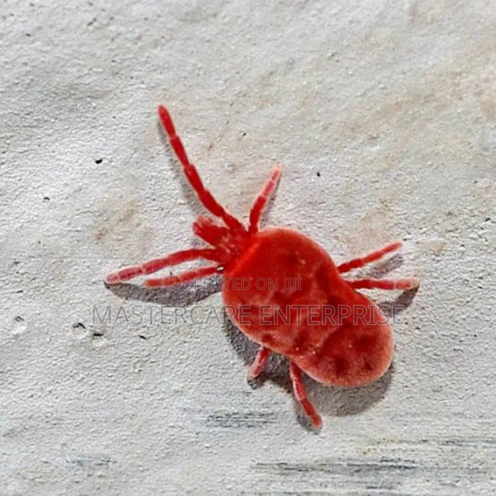 Dust Mites Control Services