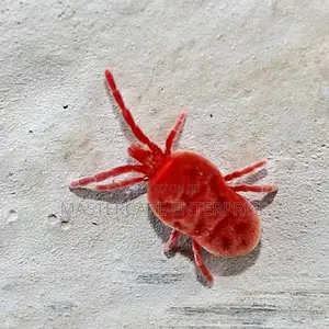 Dust Mites Control Services