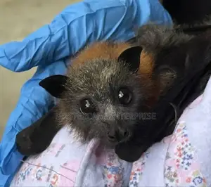 Professional Bats Control and Handlers in Kenya