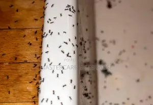 Sugar Ants Extermination Services in Kenya