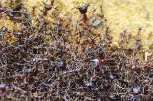 Safari Ants Control Services