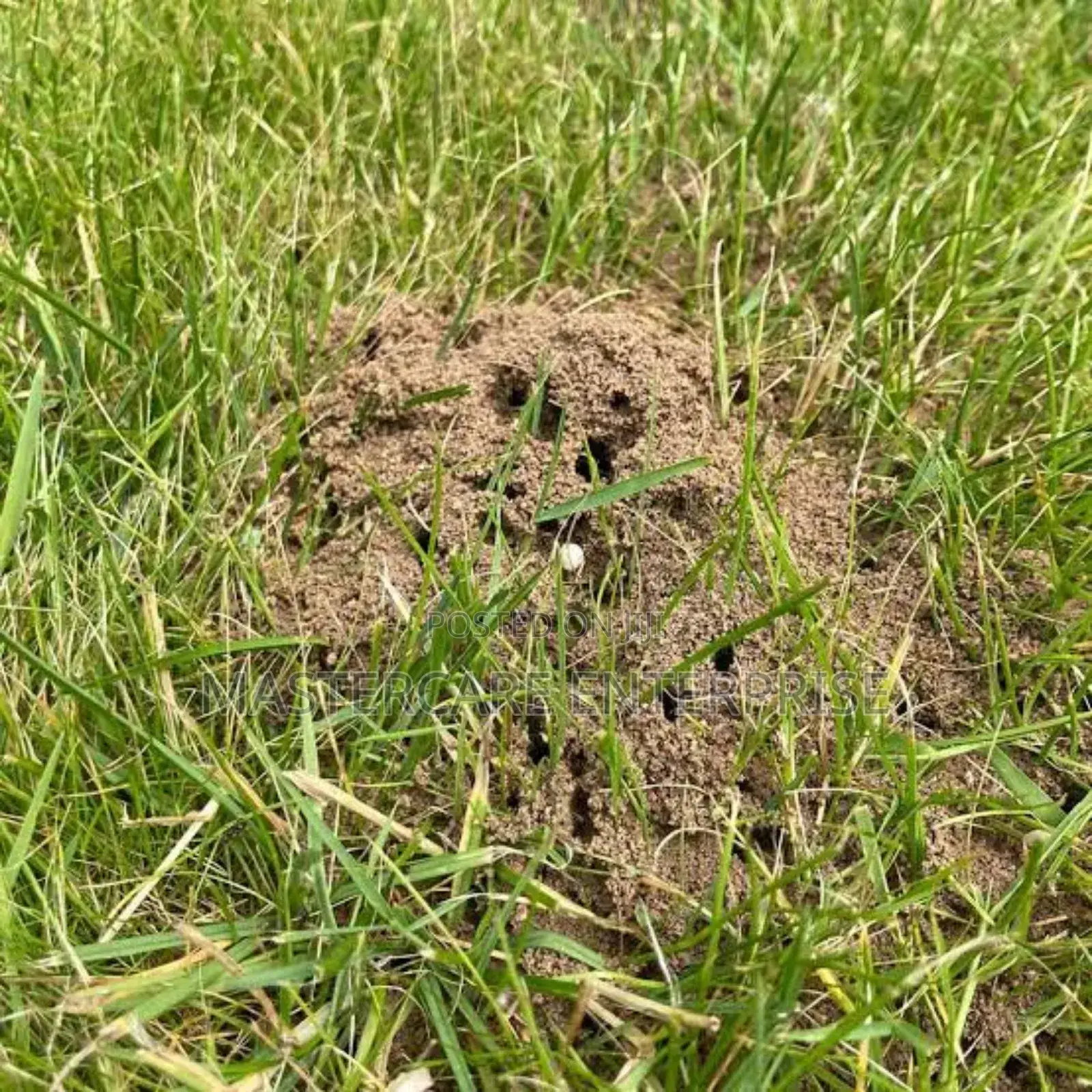 Ant Hills Control and Removal
