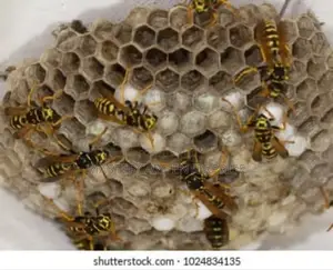 Wasps Extermination Services