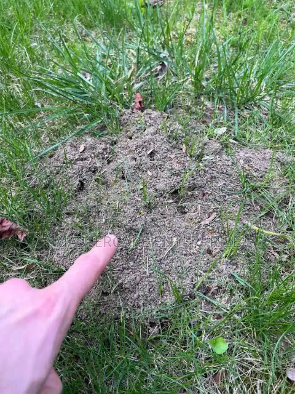 Grass Ants Control Services