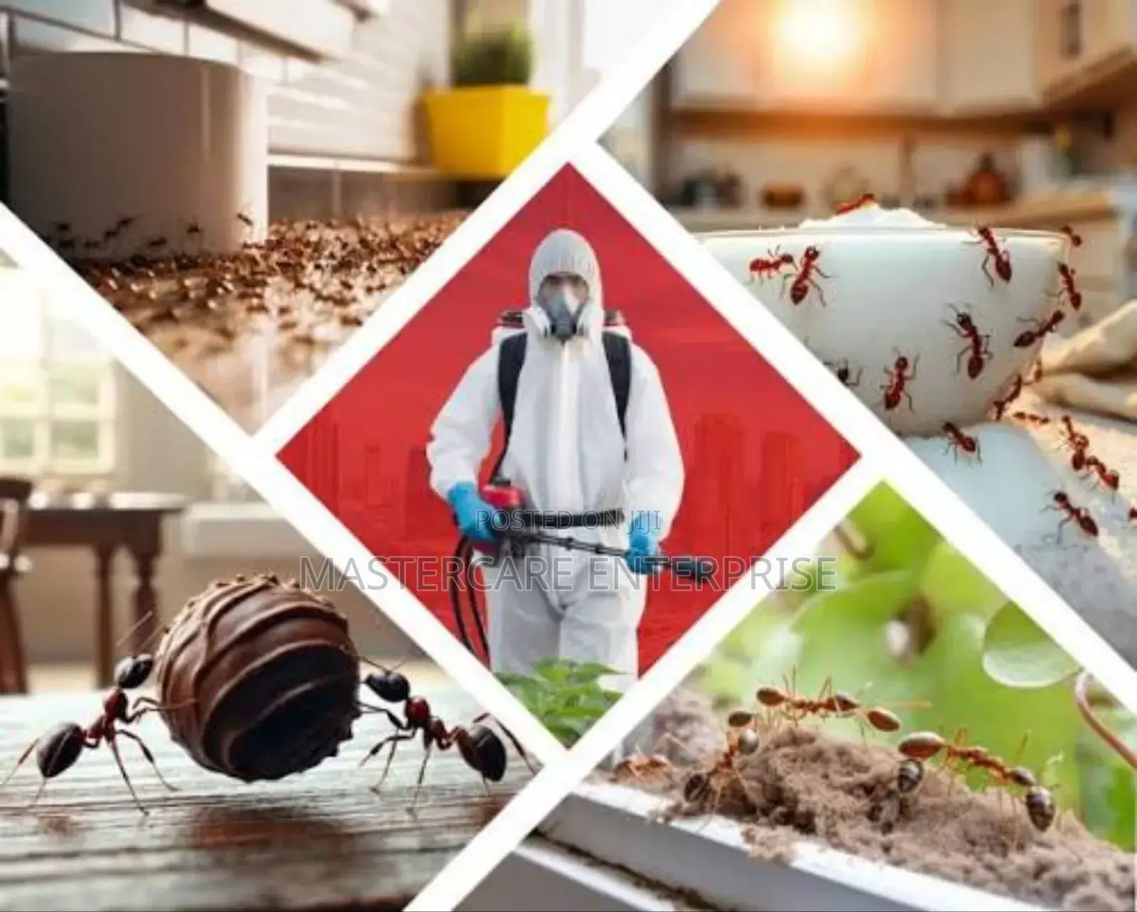 Fumigation Services Against Ants