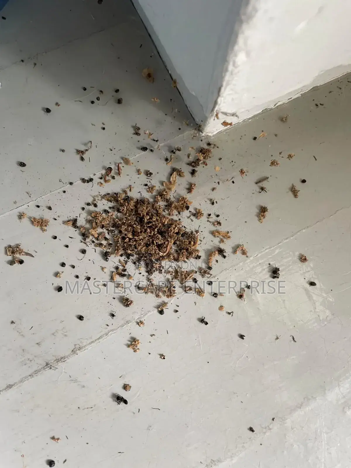 Ants Wood Borers Extermination