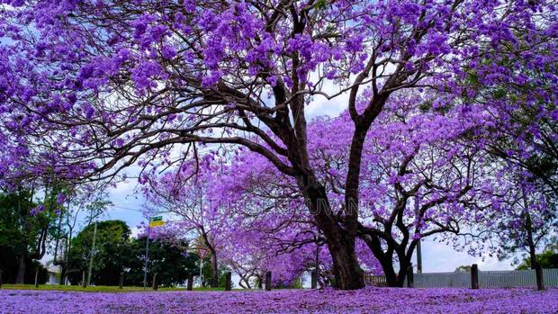 Healthy Jacaranda Tree Seedlings - thumbnail 6