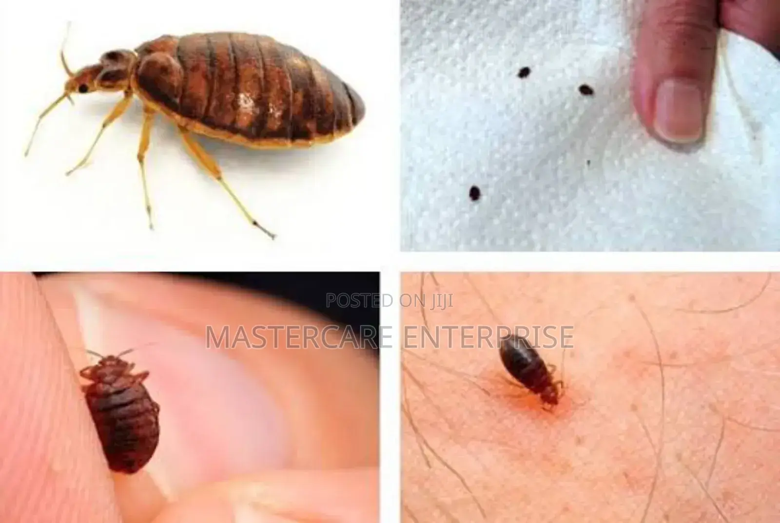 Bugs Extermination in Nairobi