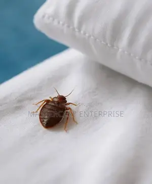 Bugs Fumigation Services in Nairobi