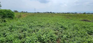 50x100 Plot for Sale in Mutaita Nakuru