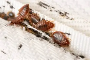 Bed Bugs Removal Services in Nairobi