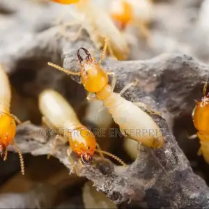 Reliable and Effective Termites Control