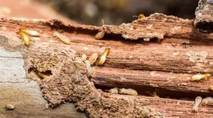 Termites Extermination in Lower Kabete