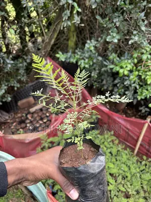 Healthy Jacaranda Tree Seedlings