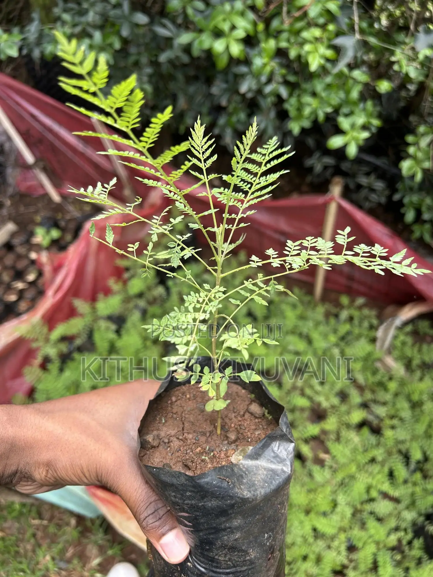Healthy Jacaranda Tree Seedlings