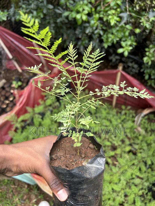 Healthy Jacaranda Tree Seedlings - thumbnail 5