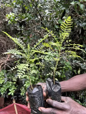 Healthy Jacaranda Tree Seedlings