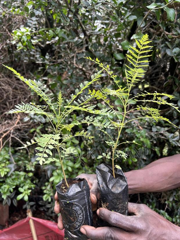 Healthy Jacaranda Tree Seedlings - thumbnail 3