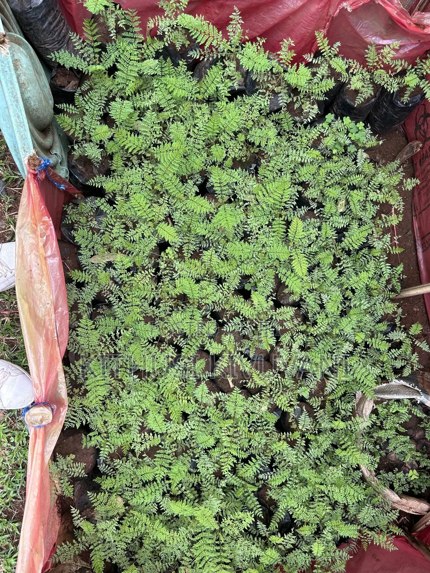 Healthy Jacaranda Tree Seedlings
