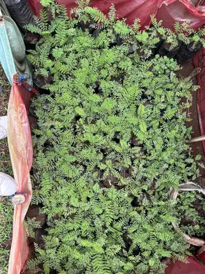 Healthy Jacaranda Tree Seedlings