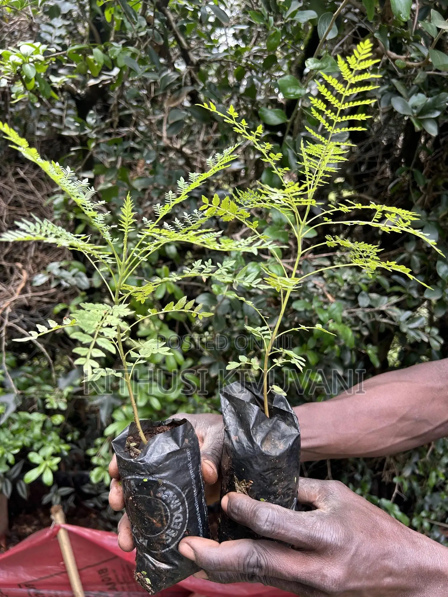 Healthy Jacaranda Tree Seedlings