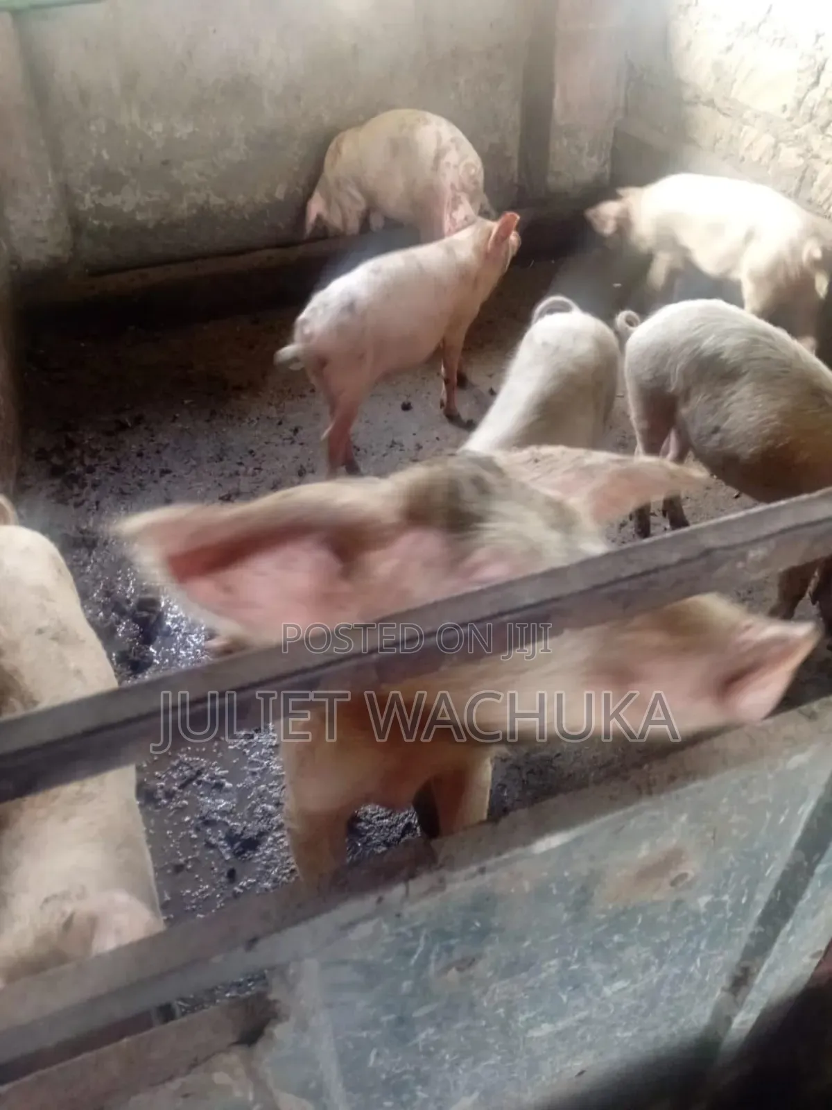 Farm Pigs for Sale