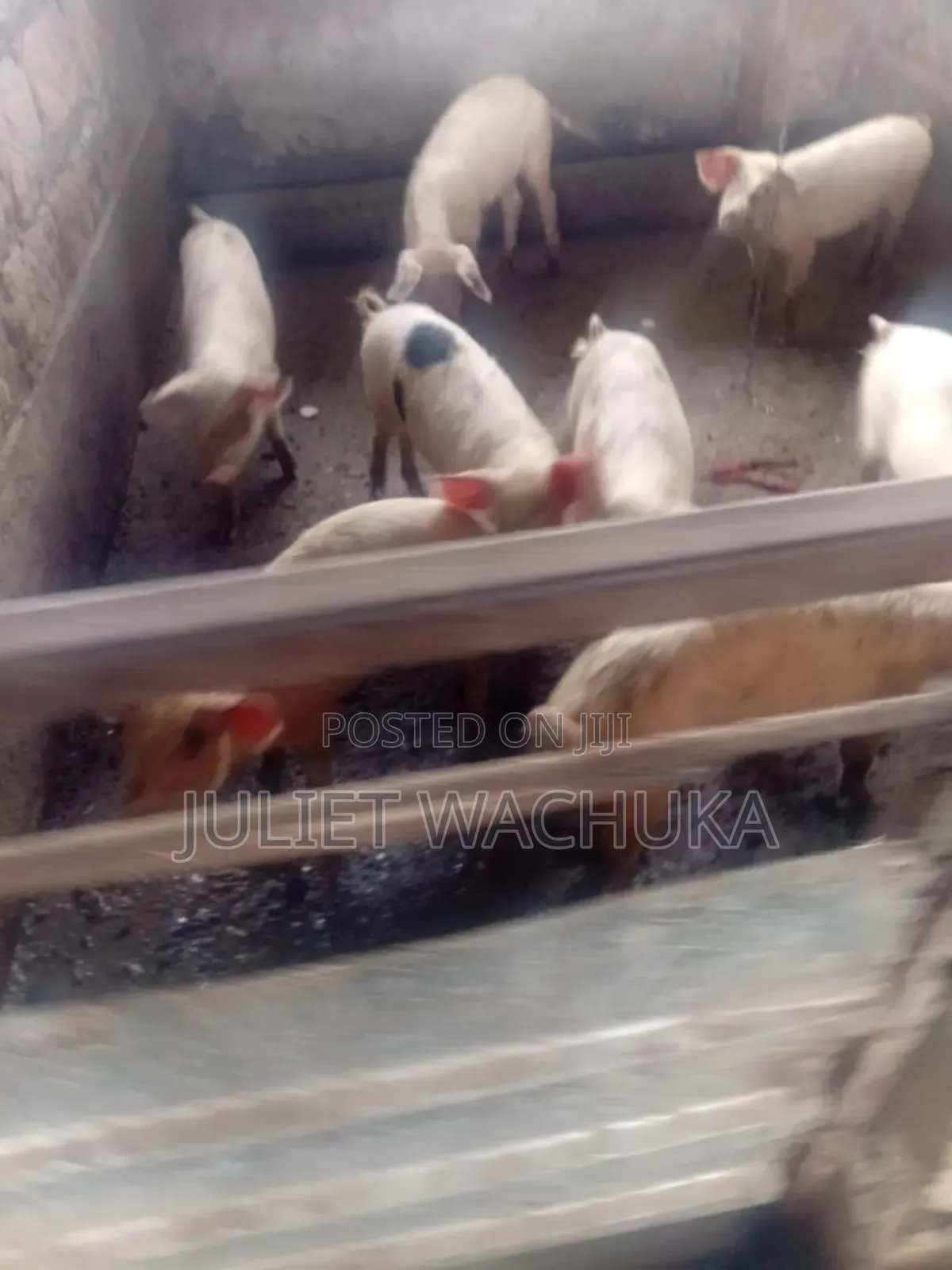 Farm Pigs for Sale