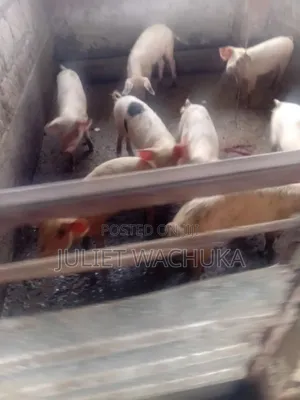 Farm Pigs for Sale