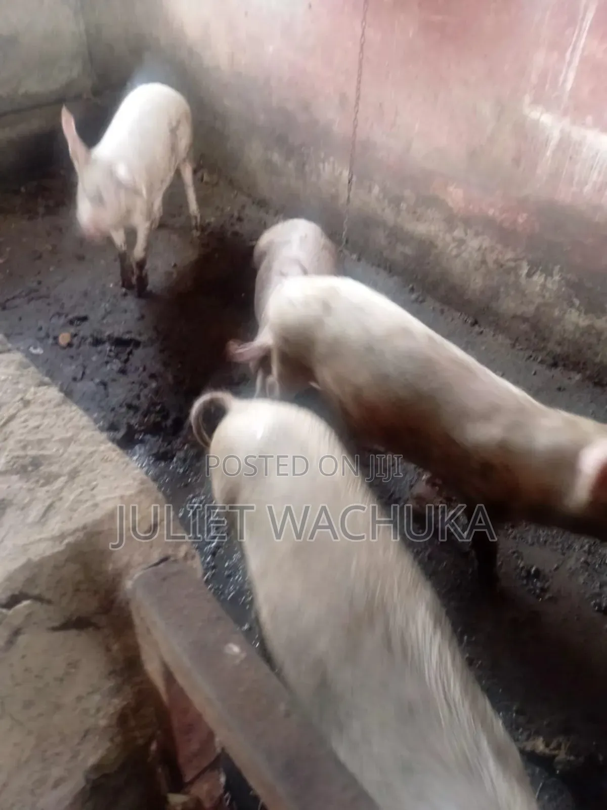 Farm Pigs for Sale