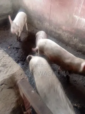 Farm Pigs for Sale