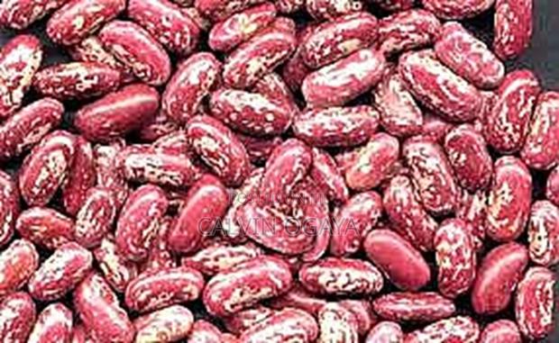 Selling of Rose Coco Beans From Naromoru_nyeri County
