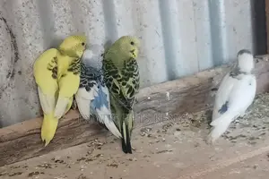 Baby Budgies Available