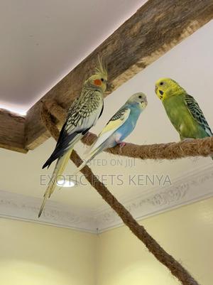 Budgie Pairs - thumbnail 2