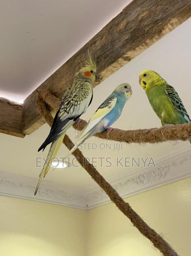 Budgie Pairs - main view