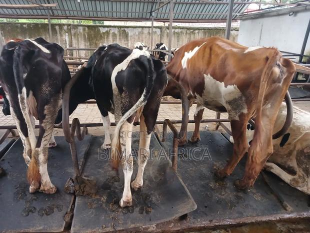 Dairy Fresian Cow - main view
