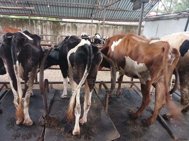 Dairy Fresian Cow - thumbnail 2