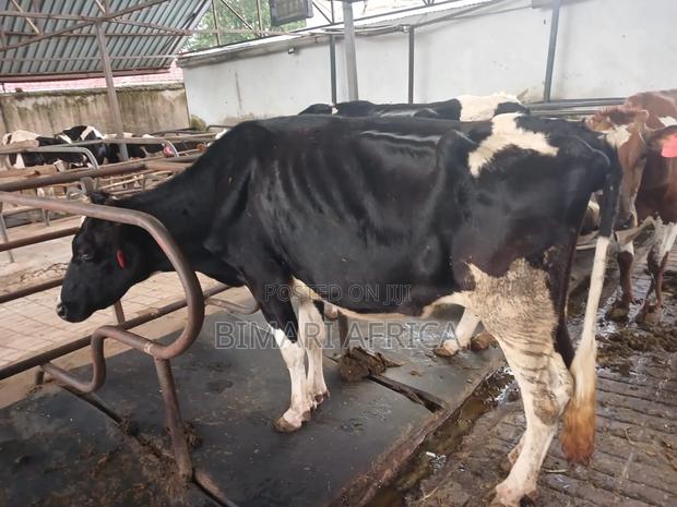 Dairy Fresian Cow - thumbnail 3