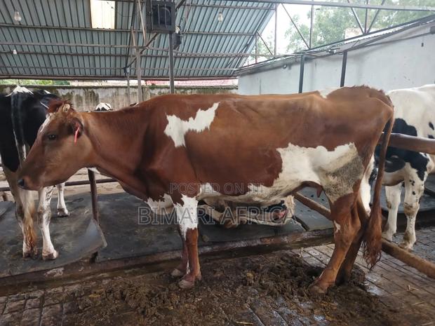 Dairy Fresian Cow - thumbnail 4