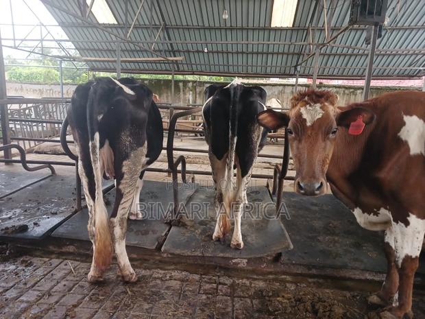 Dairy Fresian Cow - thumbnail 5