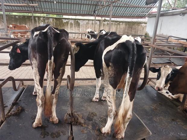 Dairy Fresian Cow - thumbnail 6