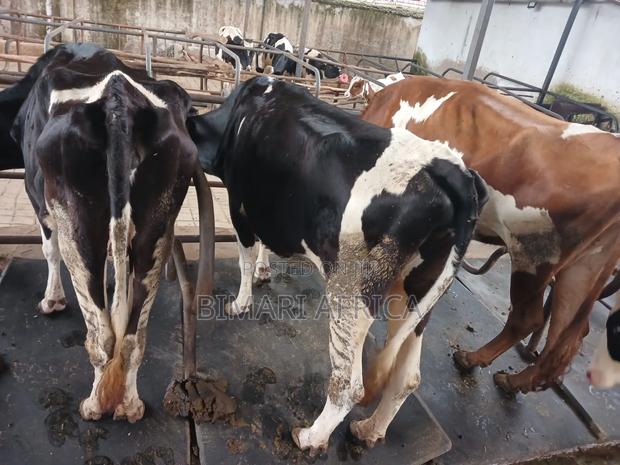 Dairy Fresian Cow - thumbnail 7
