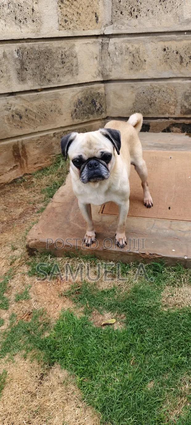 1+ year Female Purebred Pug