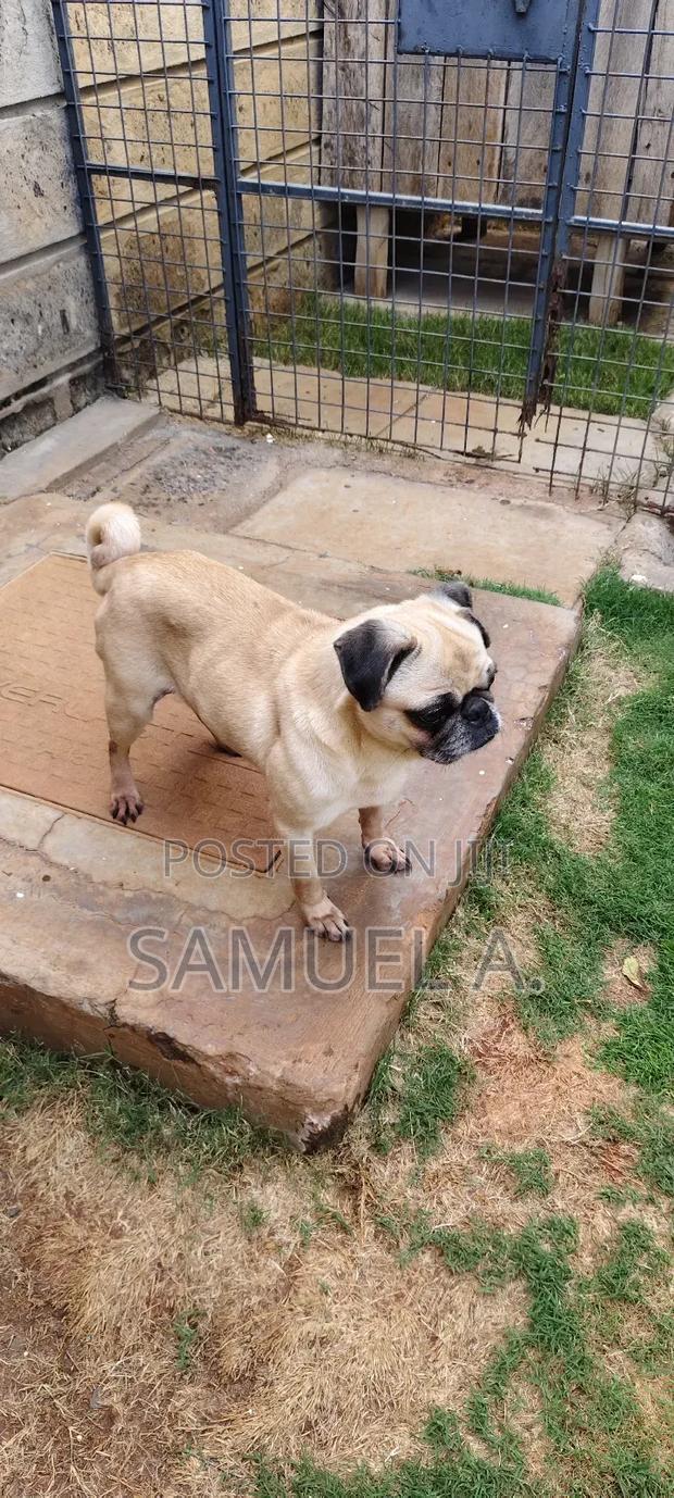 1+ year Female Purebred Pug - thumbnail 3